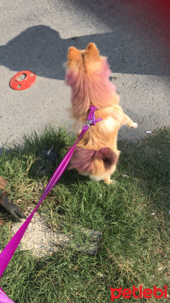 Pomeranyalı, Köpek  Jessica fotoğrafı