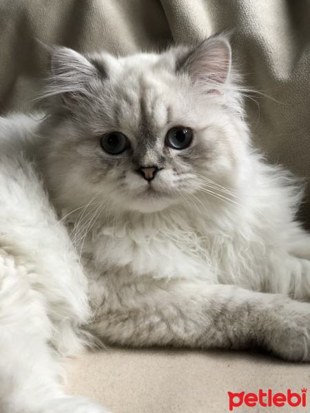 Chinchilla, Kedi  PABLO fotoğrafı