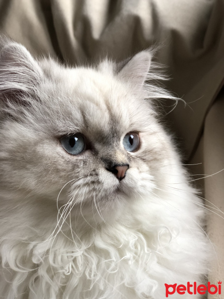 Chinchilla, Kedi  PABLO fotoğrafı