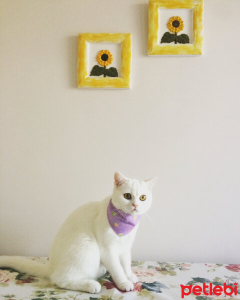 British Shorthair, Kedi  Lokum fotoğrafı