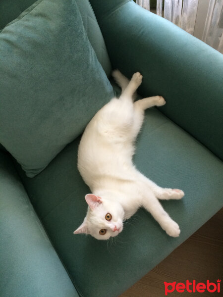 British Shorthair, Kedi  Lokum fotoğrafı