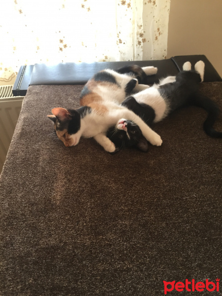 Tekir Kedi, Kedi  Çiko fotoğrafı