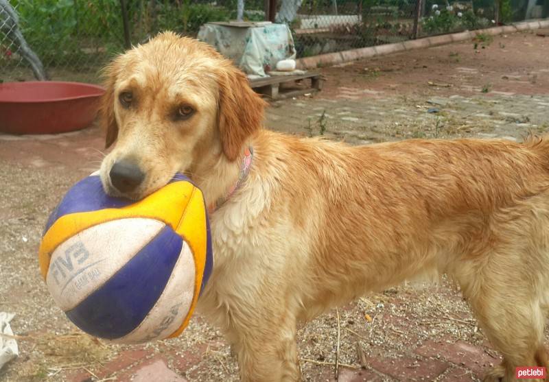 Golden Retriever, Köpek  Isìk fotoğrafı