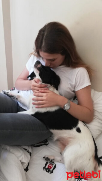 Border Collie, Köpek  Venüs fotoğrafı