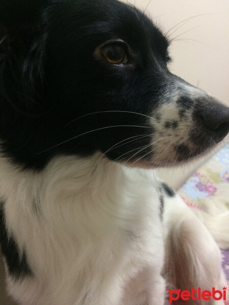 Border Collie, Köpek  Venüs fotoğrafı