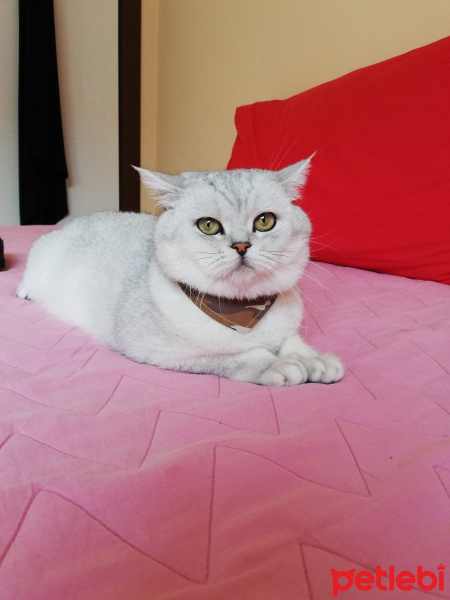 British Shorthair, Kedi  Missi fotoğrafı