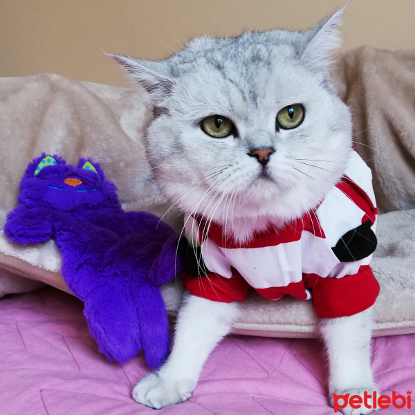 British Shorthair, Kedi  Missi fotoğrafı