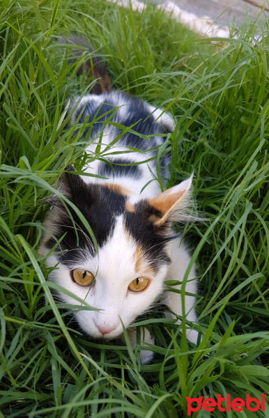 Tekir Kedi, Kedi  Pamuk fotoğrafı