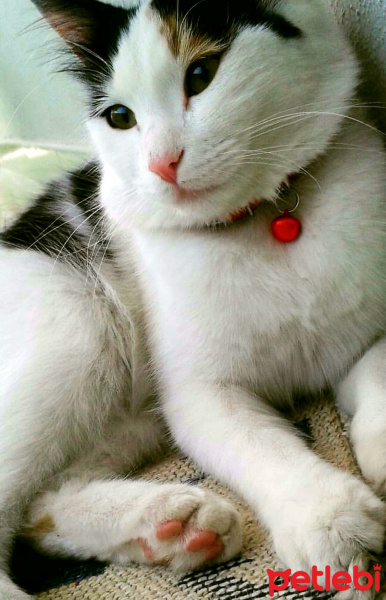 Tekir Kedi, Kedi  Pamuk fotoğrafı