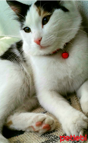 Tekir Kedi, Kedi  Pamuk fotoğrafı
