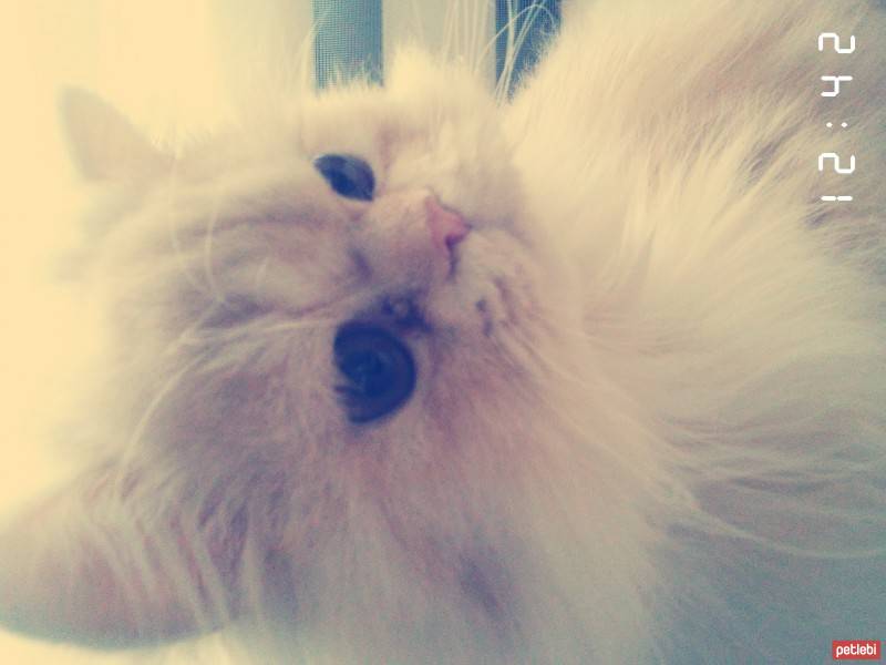 İran Kedisi (Persian), Kedi  pier romeo fotoğrafı