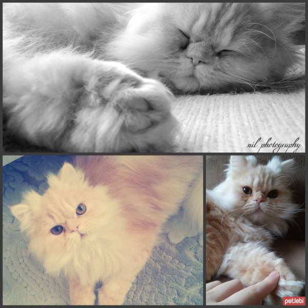 İran Kedisi (Persian), Kedi  pier romeo fotoğrafı