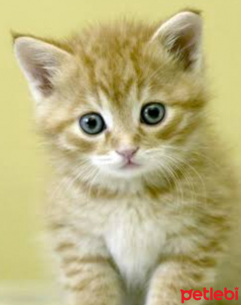 Sarman, Kedi  Sarmancık fotoğrafı
