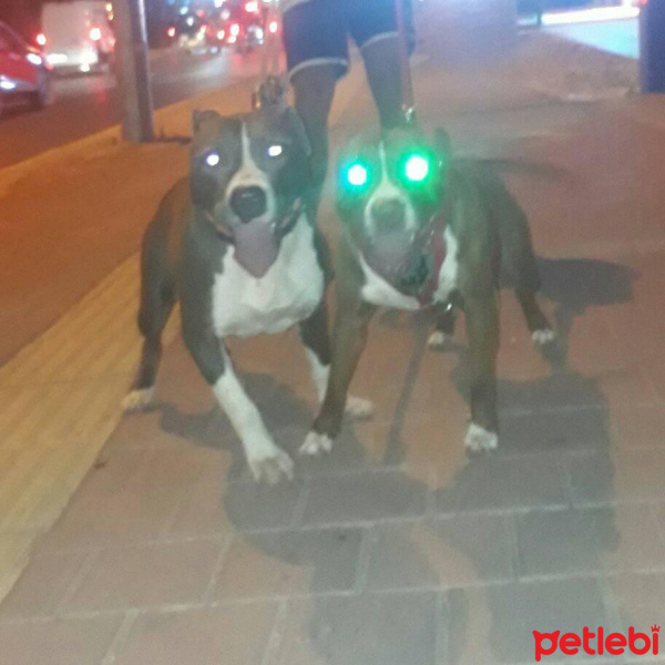 Amerikan Pitbull Terrier, Köpek  Paşa fotoğrafı