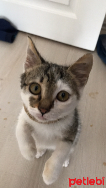 Tekir Kedi, Kedi  Duman fotoğrafı