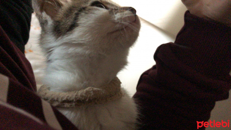 Tekir Kedi, Kedi  Duman fotoğrafı