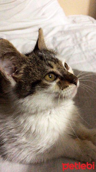 Tekir Kedi, Kedi  Duman fotoğrafı