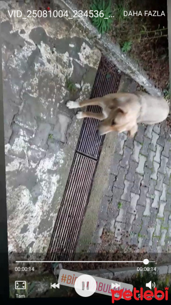 Akbaş, Köpek  Aykız fotoğrafı