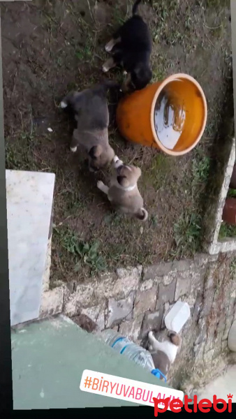 Akbaş, Köpek  Aykız fotoğrafı