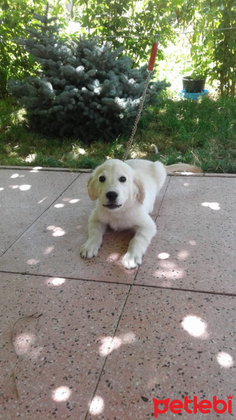 Golden Retriever, Köpek  Berlin fotoğrafı