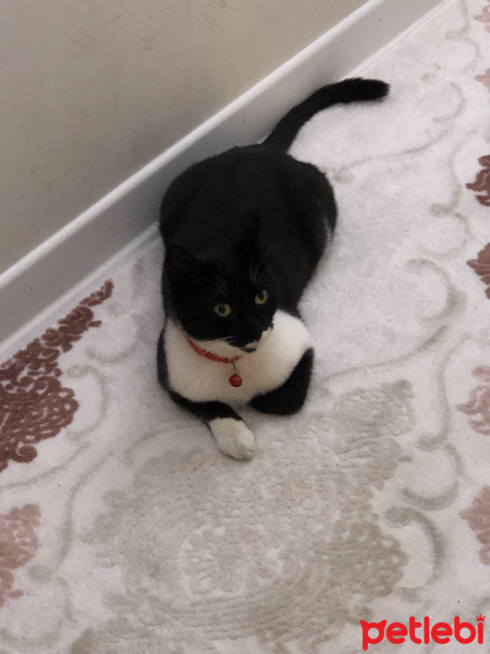 Tuxedo (Smokin) Kedi, Kedi  Oscar fotoğrafı