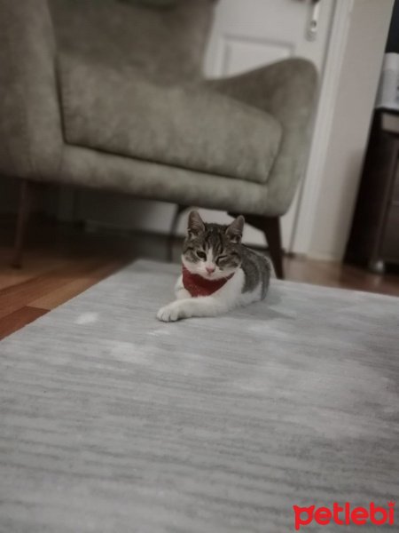 Sarman, Kedi  Mia fotoğrafı