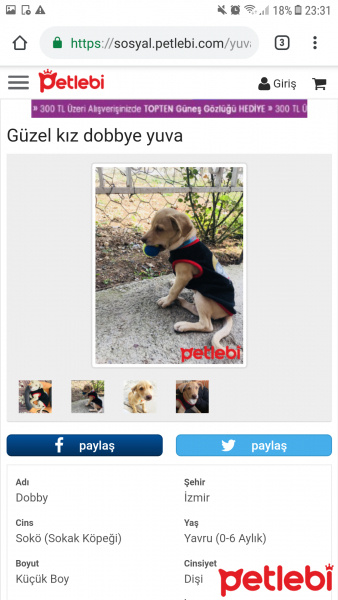 Sokö (Sokak Köpeği), Köpek  Dobbye fotoğrafı