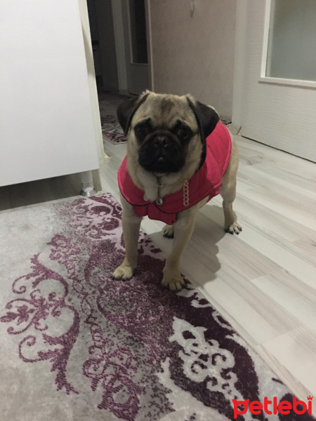 Pug, Köpek  Herkül fotoğrafı