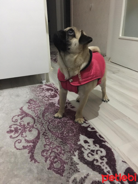 Pug, Köpek  Herkül fotoğrafı