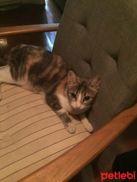 Laperm, Kedi  Karpuz fotoğrafı