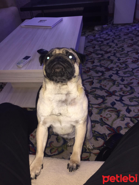 Pug, Köpek  Mati matmazel fotoğrafı