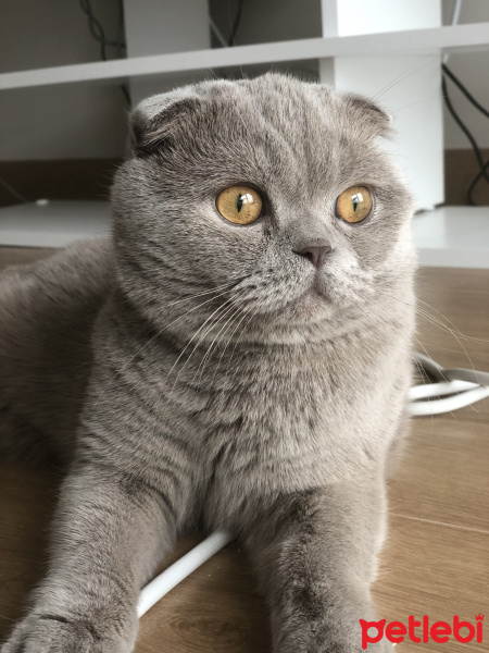 Scottish Fold, Kedi  Duman fotoğrafı