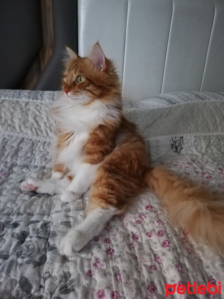 Sarman, Kedi  Pikachu fotoğrafı
