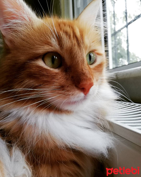 Sarman, Kedi  Pikachu fotoğrafı