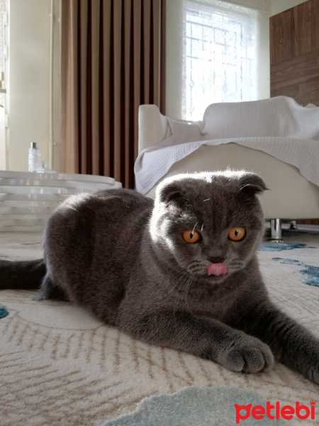 Scottish Fold, Kedi  Alex fotoğrafı