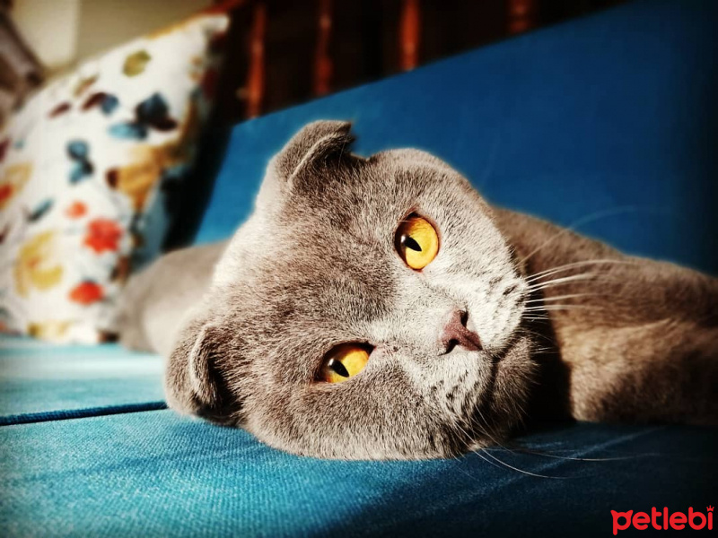 Scottish Fold, Kedi  Alex fotoğrafı