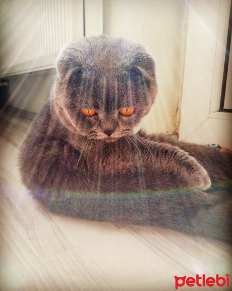 Scottish Fold, Kedi  Alex fotoğrafı