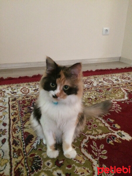 Tekir Kedi, Kedi  ALİCE fotoğrafı