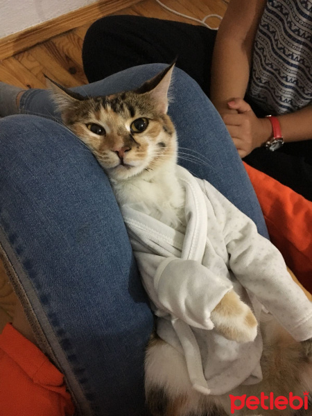 Tekir Kedi, Kedi  Kiara fotoğrafı