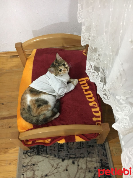 Tekir Kedi, Kedi  Kiara fotoğrafı