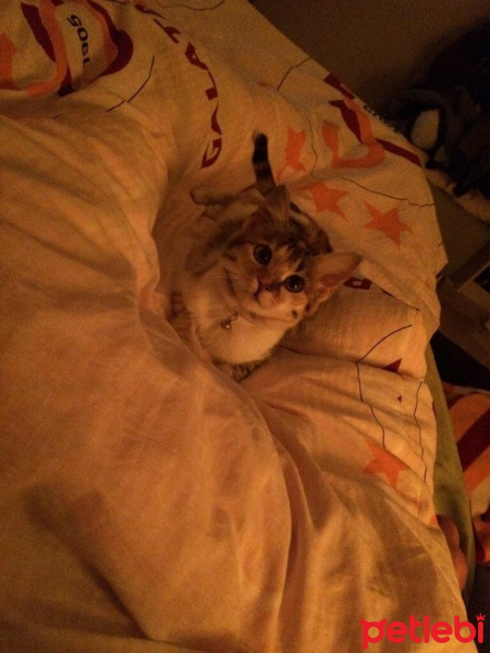 Tekir Kedi, Kedi  Kiara fotoğrafı