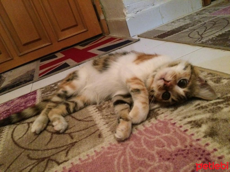 Tekir Kedi, Kedi  Kiara fotoğrafı