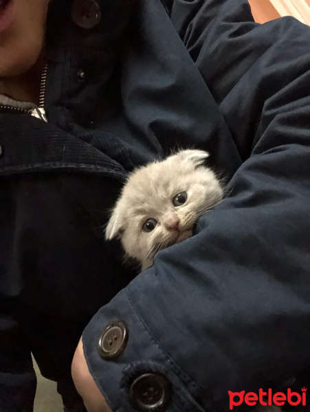 Scottish Fold, Kedi  Sterlin fotoğrafı
