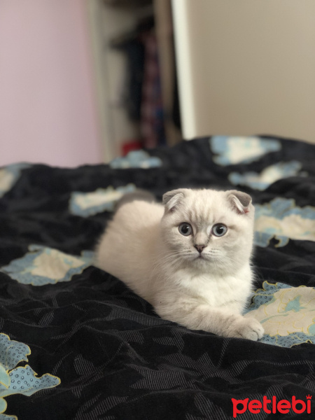 Scottish Fold, Kedi  Sterlin fotoğrafı