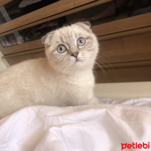 Scottish Fold, Kedi  Sterlin fotoğrafı