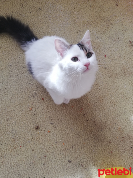Ankara Kedisi, Kedi  Ayaz fotoğrafı