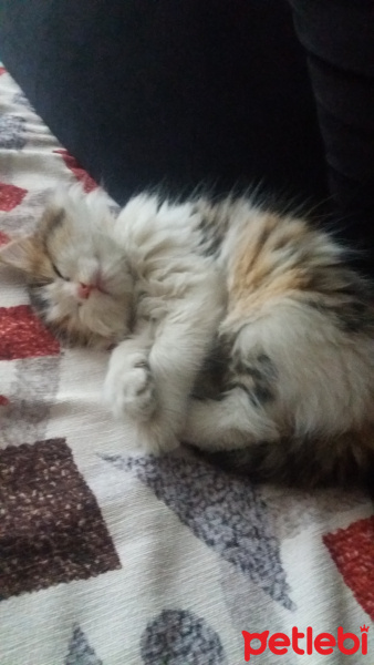 Tekir Kedi, Kedi  Pamuk fotoğrafı