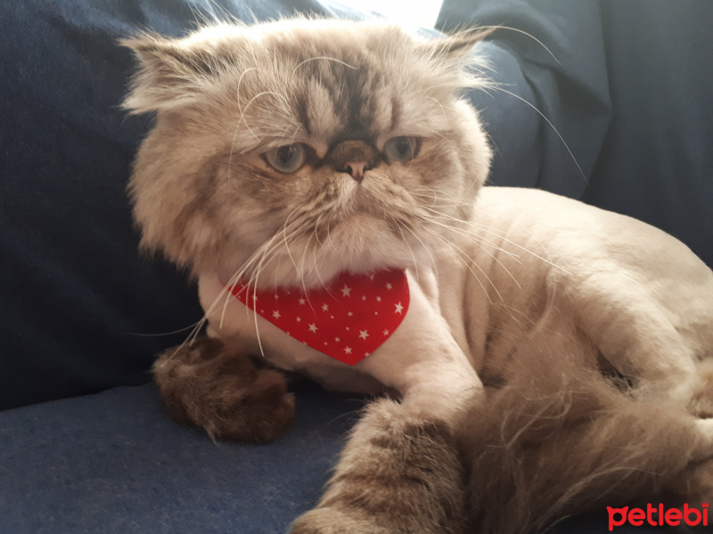 İran Kedisi (Persian), Kedi  Casper fotoğrafı