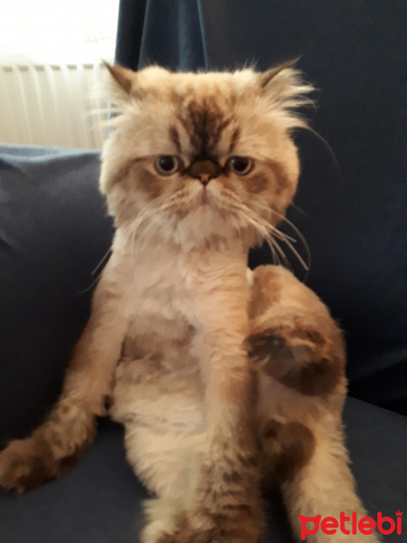İran Kedisi (Persian), Kedi  Casper fotoğrafı