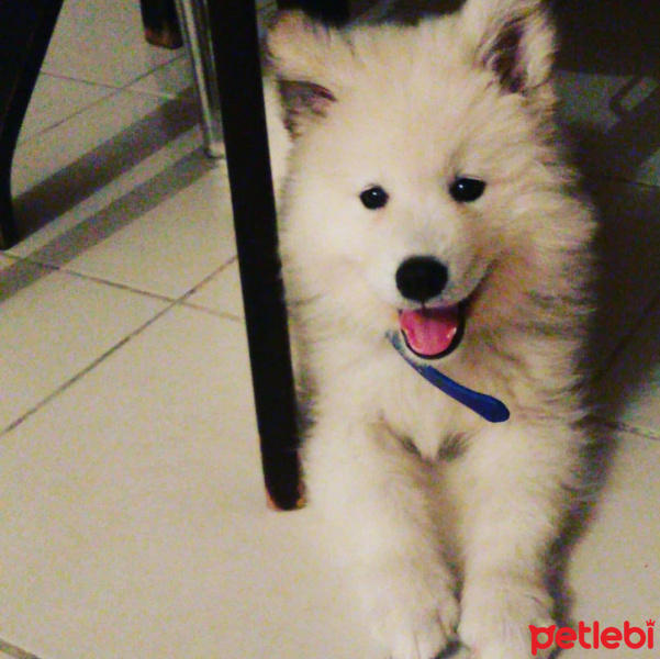 Samoyed, Köpek  miki fotoğrafı